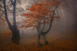 Осенний буковый вальс .... / Крым, горы, лес, туман
