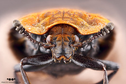 Жук-санитар / На снимке красногрудый мертвоед. Подробнее об этом жуке и создании снимка можно узнать на 
https://www.youtube.com/watch?v=ccyFf2xPpcs