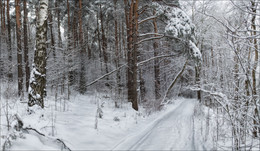Тишина зимнего леса / Природа Белпруси