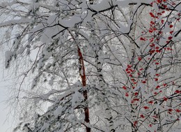 Зимний этюд / Рябиновые бусы как рассвет 
Признаний безыскусных чистый свет 
От ягод тех заветных мне глаз не отвести, 
Рябиновые бусы - залог твоей любви ...
Я кисть рябины красной под снегом отыщу, 
Прости меня, любимый, и я тебя прощу...