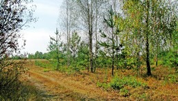 начало осени / опушка леса, сентябрь, опадают листья