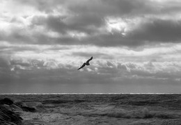 *перед бурей* / ***