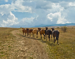 Дисциплина. / Крым.