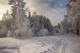 Тропинка / Зимний лес