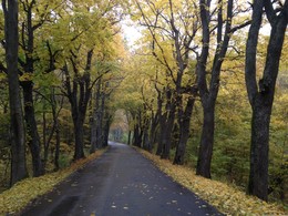 По осенней дороге... / Осень одаривает нас буйством своих красок!