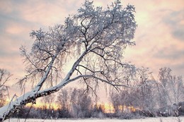 Белая берёза... / Ах, зима! Краса девица! 
Белизна святой страны, 
Искры Солнца под морозом, 
В чуде вечерней зари!