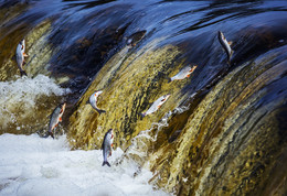 Сезон полетов / Рыба, идущая на нерест, имеет три названия рыбец - сырть - вимба
Проходная или полупроходная рыба семейства карповых, обитает в прибрежных водах Балтийского, Черного, Азовского и Каспийского морей, в озерах и водохранилищах. На нерест поднимается в реки