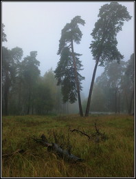 осеннее утро / осень