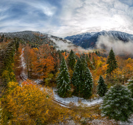 Осенне-зимний лес / Абхазия. Рицинский реликтовый национальный парк. Ноябрь, 2015