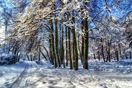 В зимнем парке. / Парк Сокольники.