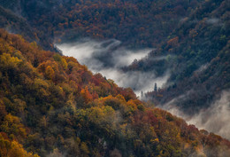 Осенний лес. / Рицинский реликтовый национальный парк. Ноябрь, 2015