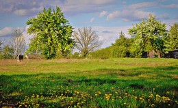 Весна в деревне / весна, выгон, цветут цветы