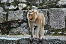 обезьянка / Обезьянка, Вьетнам