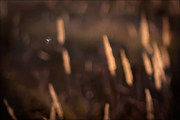 Премьер / ...