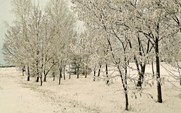 в снежном убранстве / утро, снежный иней на деревьях