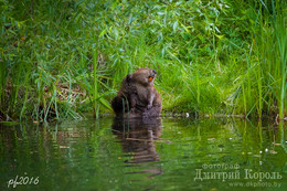PF-2016 / С наступающим, коллеги! Бобра вам всем!!! ;)