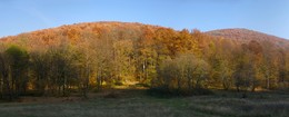 Осенний лес / Закарпатье, начало ноября.