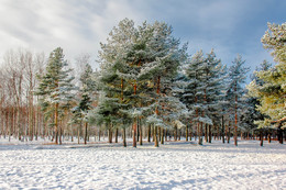 &quot;Мороз и солнце...&quot; / Первый снег в Питере. Маленький парк за Пискарёвским кладбищем между улицей Верности и пр. Непокорённых