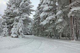 Белым-бело / Лесные дороги