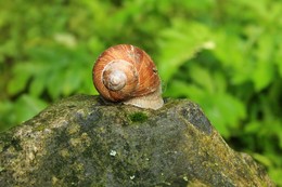 Улитка на камне. / Виногра́дная ули́тка(лат. Helix pomatia) — наземный брюхоногий моллюск отряда лёгочных улиток семейства гелицид.

Считается, что родиной виноградной улитки являются Центральная и Юго-Восточная Европа. С давних времён человек использовал виноградных улиток в качестве пищи, причём деликатесом они не являлись, и люди любого социального положения употребляли их в качестве доступной и здоровой пищи.
Вид расселился во всех, кроме северной, частях Европы и на побережье Балтийского моря.