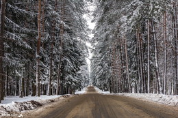 Дорога в лес / Настоящая зима пришла!