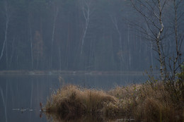 ноябрь / туманная атмосфера над озером