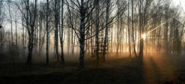 Рифма утреннего света / Весеннее утро в березовом лесу