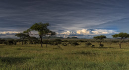 Вечер в саванне / Национальный парк Серенгети, Танзания