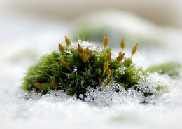 Снежный мох / Снег и зелень