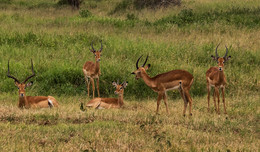 Короткая передышка / Национальнай парк Серенгети, Танзания