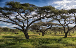 Затерянная в саванне / Национальный парк Серенгети, Танзания