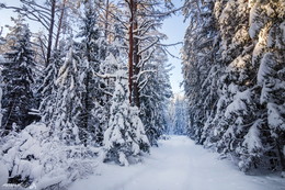 Сказочный зимний лес / в походе по зимнему лесу