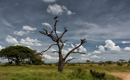 Марабу в экстерьере / Национальный парк Серенгети, Танзания