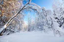 Зимний лес / в сказочном зимнем лесу