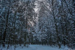 Зимний сказочный лес / Зимний лес