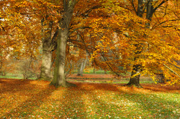 Золотистый парк / Краски осени в Царском парке. Прага 2015 год, поздняя осень.