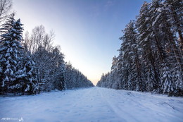 Лесной коридор / Зимний лес