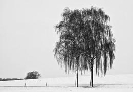 WINTERIDYLLE / Vor den Toren meiner Heimatstadt Olfen im Münsterland.