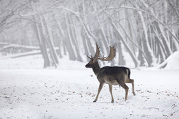  / An einem frühen Morgen im NATURPARK HOHE MARK. Ich war hier ganz allein unterwegs. Nach einiger Zeit hatte sich das Wild an mich gewöhnt. So konnte ich wie hier, meine Fotos schießen.