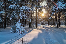 Подмосковный лес 2 / Подмосковный лес 2