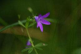 &quot;Я не люблю цветы с кустов...&quot; / &quot;Я не люблю цветы с кустов,
 Не называю их цветами.
 Хоть прикасаюсь к ним устами,
 Но не найду к ним нежных слов.
 
 Я только тот люблю цветок,
 Который врос корнями в землю, 
 Его люблю я и приемлю, 
 Как северный наш василек.&quot;
 С.Есенин