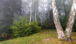 Рассвет,туман / Таинственный лес в сентябре.....
