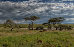 Кто-то крадется в траве / Национальный парк Серенгети, Танзания