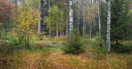 Осенний сюжет / Прогулки по лесу