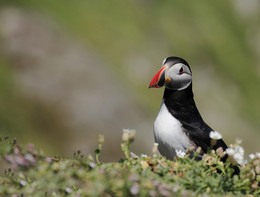  / Aufgenommen habe ich diesen herrlichen Vogel auf der Insel Skellig Mikel in der Grafschaft Kerry in Irland. Diese Tiere haben mich einfach nur begeistert.