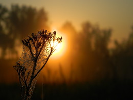 на рассвете... / ранним утром в мае 2015 года,солнце встает очень далеко от растения, в каплях его отражение.