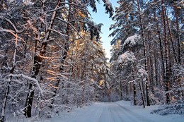 &nbsp; / Зимний лес, снег,солнце,мороз