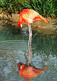 &nbsp; / Любование собой