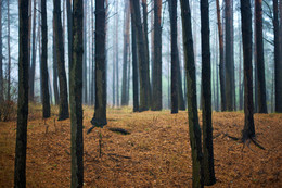 &nbsp; / Осень в лесу