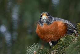 American robin~ Странствующий дрозд / Я был несказанно удивлён увидев сегодня утром American robin.
Обычно их появление поиходится на конец Марта, начало Апреля, когда снег сходит ....может это предвестник ранней Весны?! )))